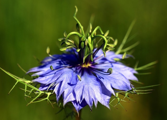 Nigella Sativa (Schwarzkümmel Pflanze) - ein Gewürz mit heilender Wirkung?